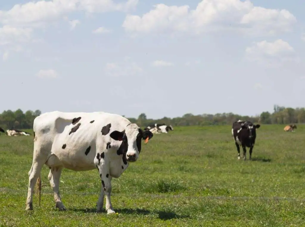 Wiat Gigant W Mleczarskich Zobowi Zuje Si Do Raportowania Emisji