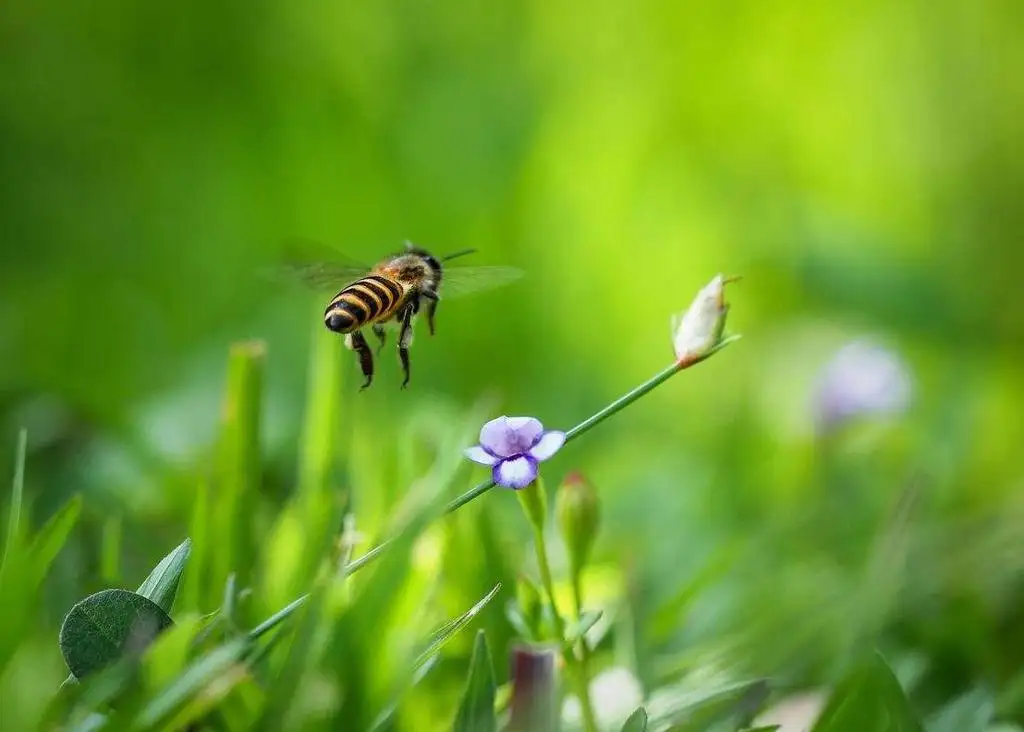 Poland Pollinators Spread Diseases From Infected Flowers