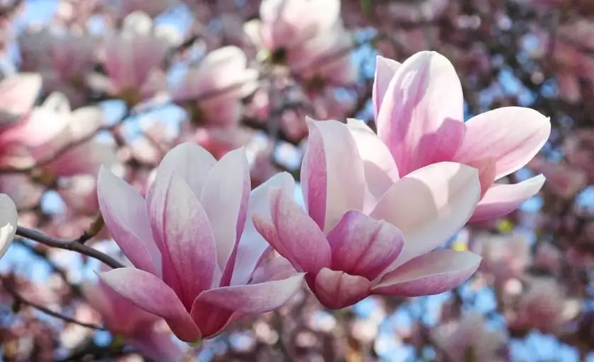 Magnoliowy czar