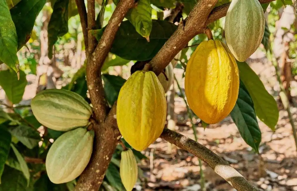 World: Risks to cocoa yields