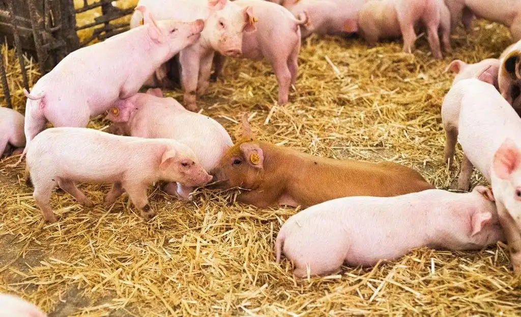 Poland: Polish authorities about FMD disease