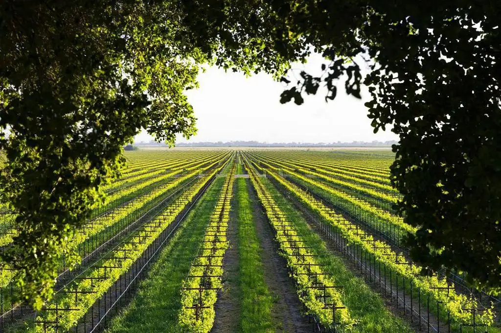 Food&Agri Industry Flash - Informacje branżowe #warzywa i owoce, lipiec