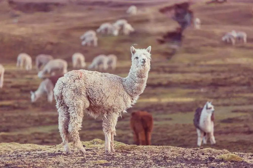 World Australian alpaca numbers near 400 000 after baby boom