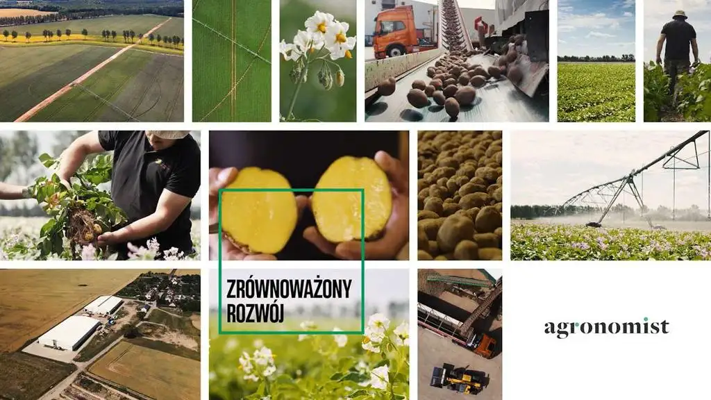 Farm Frites Poland – wzór zrównoważonej uprawy ziemniaków