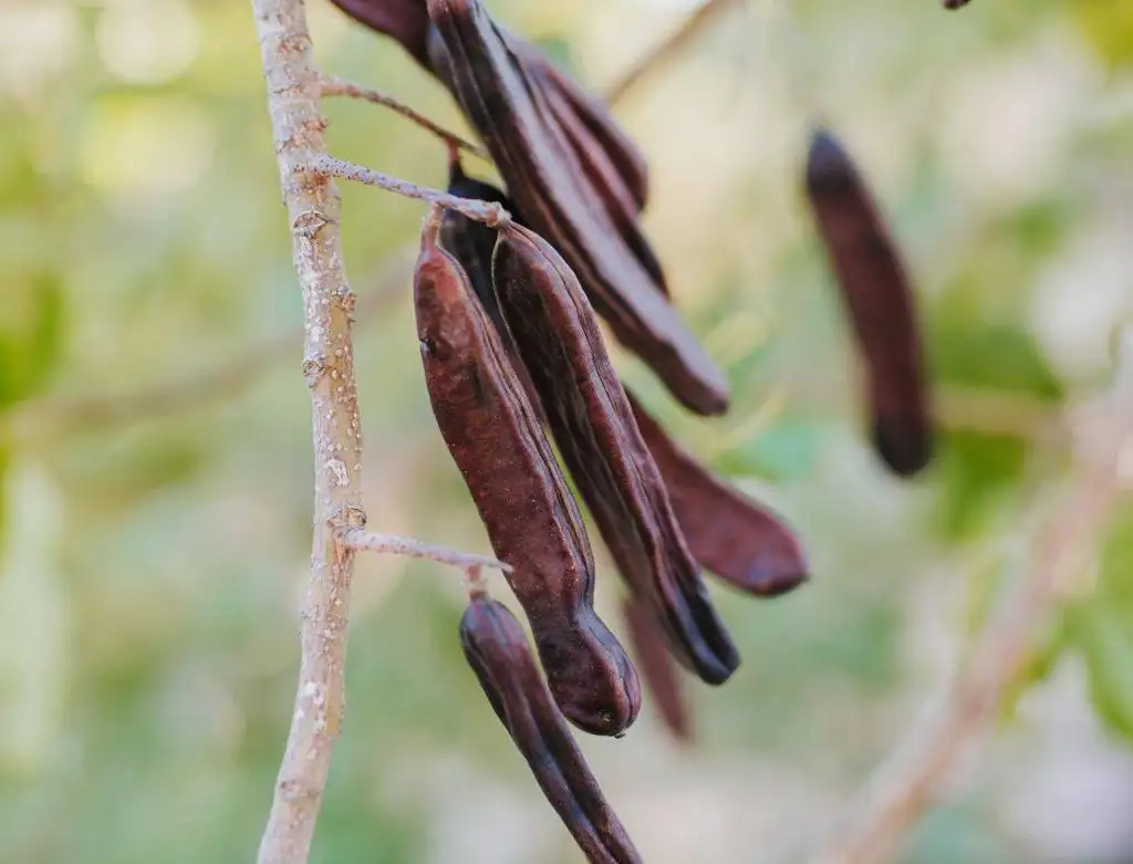 Morocco: Locust bean plantation in Jerada province