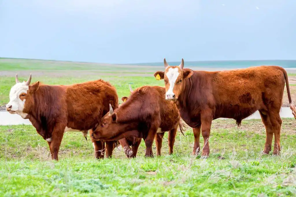 USA: Supplying water needs for beef cattle