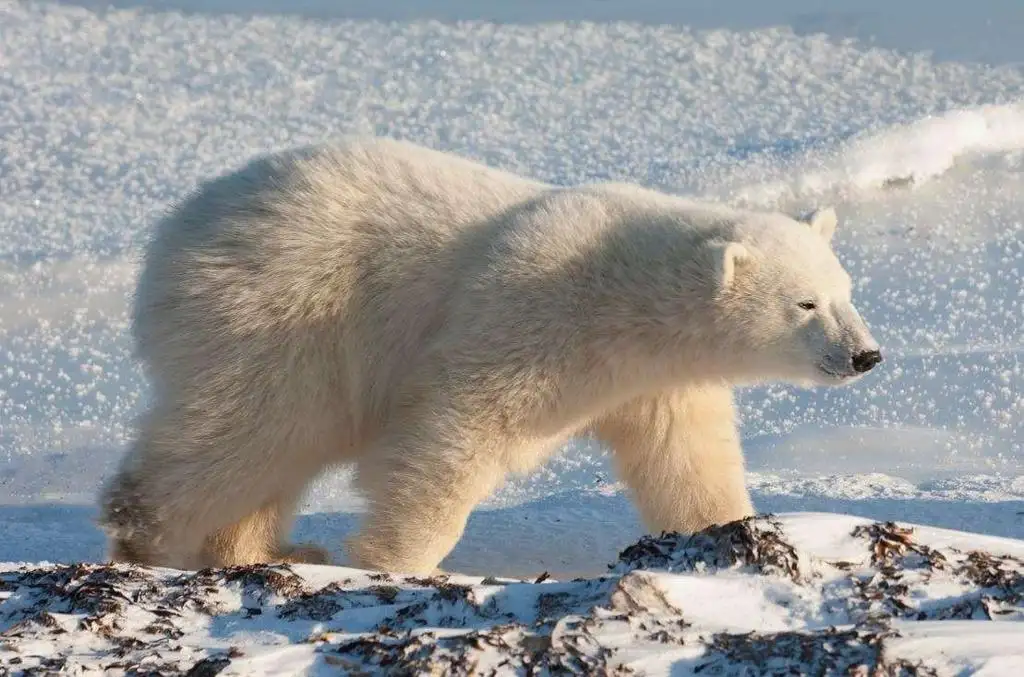 Climate change: Polar bears face starvation threat as ice melts