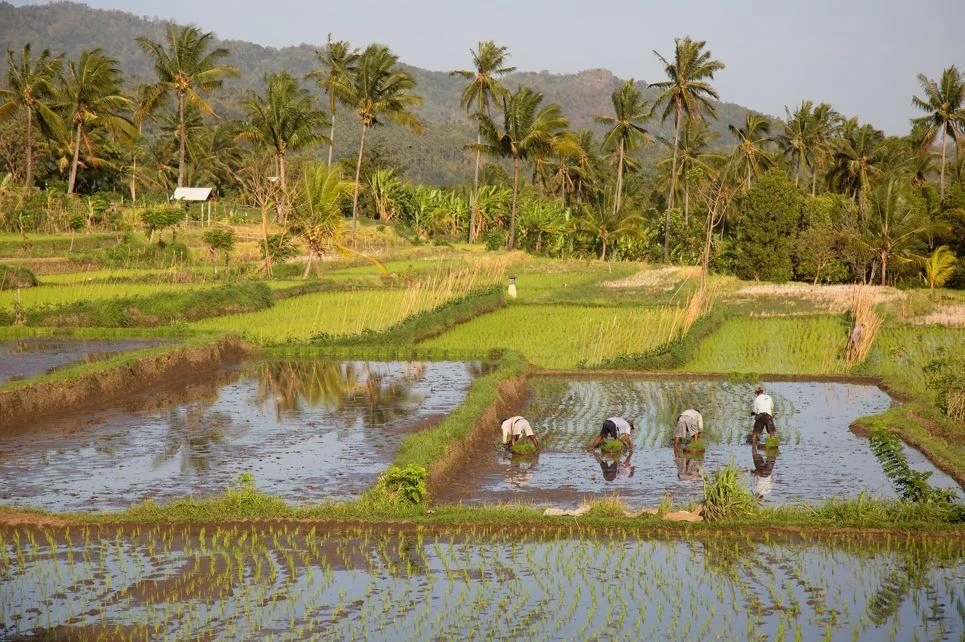 Decline Rice World: Extreme flooding causes alarming decline in rice yields