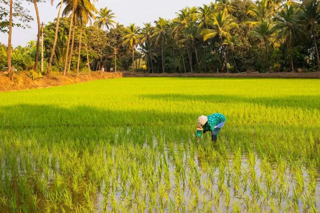 World: Robust Rains Accelerate Rice Planting In India