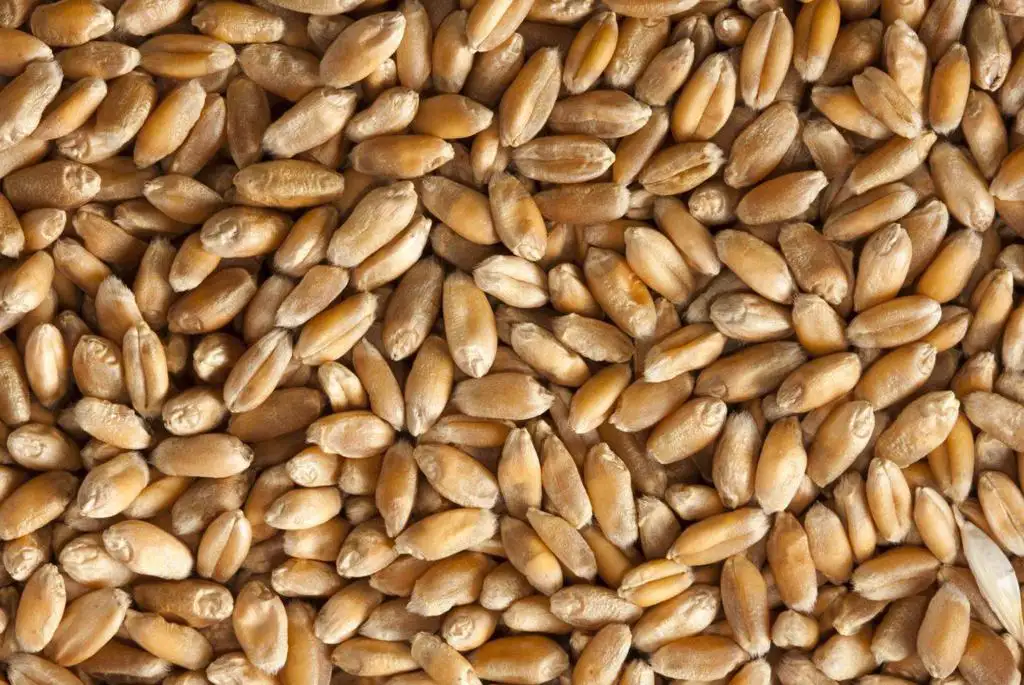 Dzienne ceny zbóż i oleistych na świecie